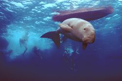 Children swimming with DUGONG called NICKY.D70,20mm. Kota... by Frankie Tsen 